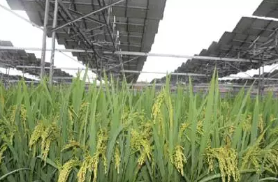 一塊土地 兩份收入！還是光伏農業最靠譜！
