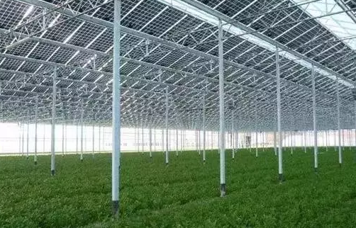 光伏農業+溫室大棚 四重優勢下一種全新的發展模式