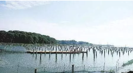 濕地建光伏有風險，某地已開展“清河行動”！