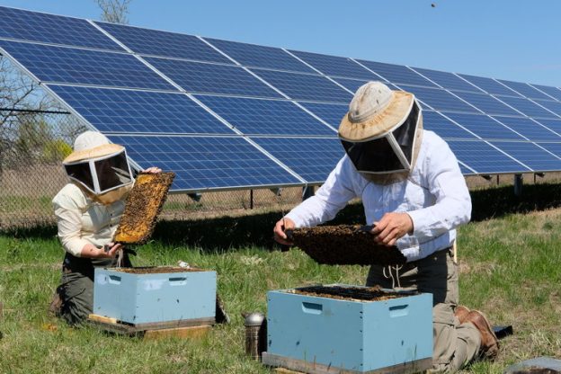 美國明尼蘇達州新法案:太陽能電站應同時架設蜜蜂棲息地