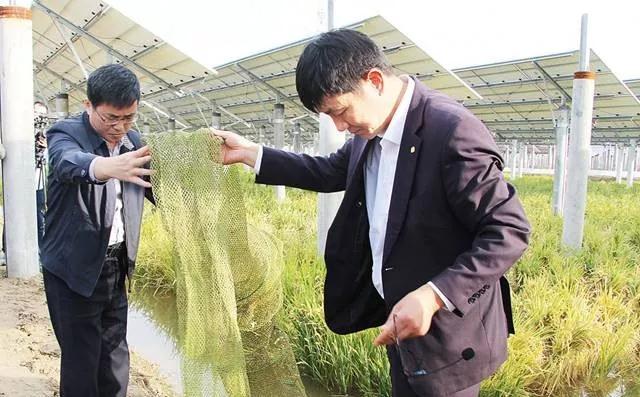 光伏板下養魚不新奇鹽城這家首創的一水兩用一光三照才高級！