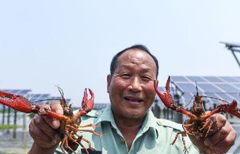浙江長興:光伏板下養小龍蝦 “一地兩用”收益多