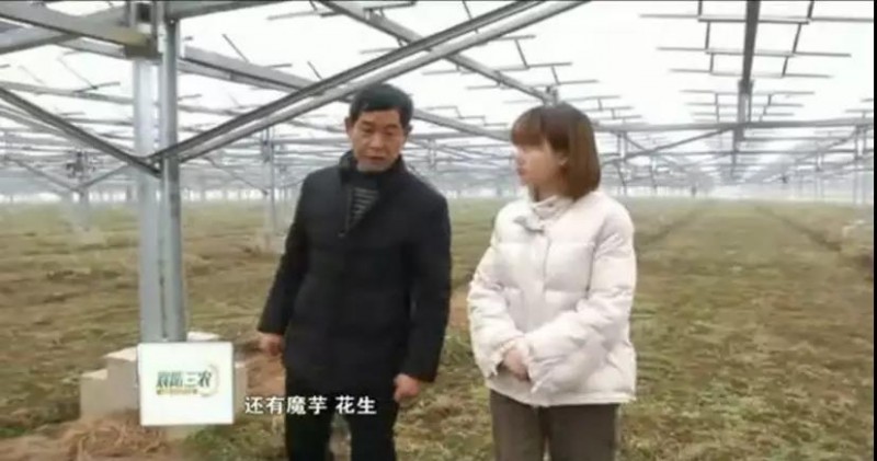 　　據央視記者報道，近日，錦浪科技助力湖北省宜城王集鎮觀音村，采用典型的“農光互補”模式，實現了全村人共同“生態收益”的目標，引起了廣大人民群眾的熱烈反響。 　　 　　走進光伏電站區，首先映入眼簾的是一片藍汪汪的光伏海洋，一望無際，若是走近仔細一看，才發現這么一大片區域里不完全是光伏板，原來在光伏板下邊還有另一片“柳暗花明”的天地，綠油油的青菜鋪滿整塊地面實在好看極了。 　　 　　據記者報道，這便是觀音村這兩年響應國家“精準扶貧”和“光伏扶貧”政策，投資2億元建成20MWP“農光互補”地面光伏電站。此電站光伏支架采用的是同景新能源的跟蹤支架，逆變器采用了錦浪科技公司的50kW逆變器，以它相對較小的外形，為運輸免去了不少成本，提供了便捷安裝；4路MPPT接入，每路額定28.5A，兼容大功率組件，設計更靈活；充分的冗余設計保障逆變器長壽命可靠運行。 　　 　　同景新能源有限公司總經理郤維平在現場對記者解釋，“我們主要的優勢是跟蹤，我們有500臺跟蹤器可以自動跟蹤，也就是我們常說的‘光伏板跟著太陽走’，這樣他與其它電站相比，它是固定式的，我們的發電量同比要增加20%。”他接著說道，“我們不破壞土地，活動支架，我們平時看到的可能都是打樁式的，而我們這個是小水泥塊，直接放在土地表面，可以自由移動。”這種獨特安全的安裝方式得到農民的大力支持。 　　 　　據現場村民說，這里的主要農作物有黃精，桔梗，花生，魔芋等，以黃精價值尤為突出，黃精作為一種名貴藥材喜歡蔭涼，所以光伏板既全方位吸收了太陽能，又很好的為農作物起到了遮陽的作用；它的生長周期需要兩三年，然而價值非?？捎^，給他們帶來相當不錯的收益。 　　 　　王集鎮觀音村這種典型的“農光互補”模式，正是利用較少的投資獲得更多的利益，實現了“光伏脫貧”的“生態效益”的目的，還讓當地農民每年有了一份固定的收入。據統計，一畝地一年能收入5萬元，人均年收入可達2.5萬元以上。 　　 　　國家近年來推行的“光伏扶貧”政策越來越深入人心，讓一批又一批的農民走上了脫貧致富的道路，我們也希望更多的農民能夠利用這種“農光互補”的模式，早日擺脫貧困生活，實現共同富裕。
